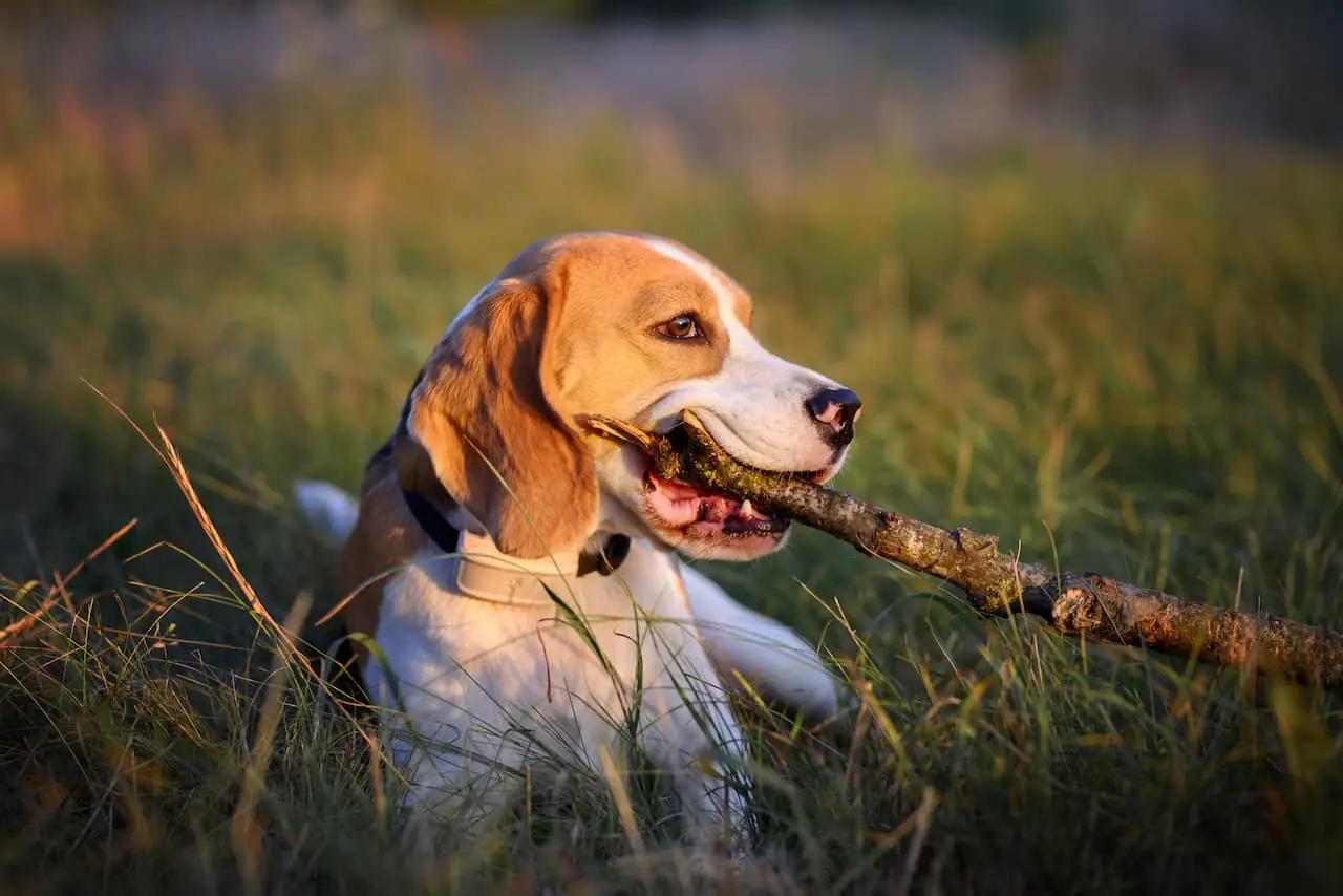 Weenect Dogs 2