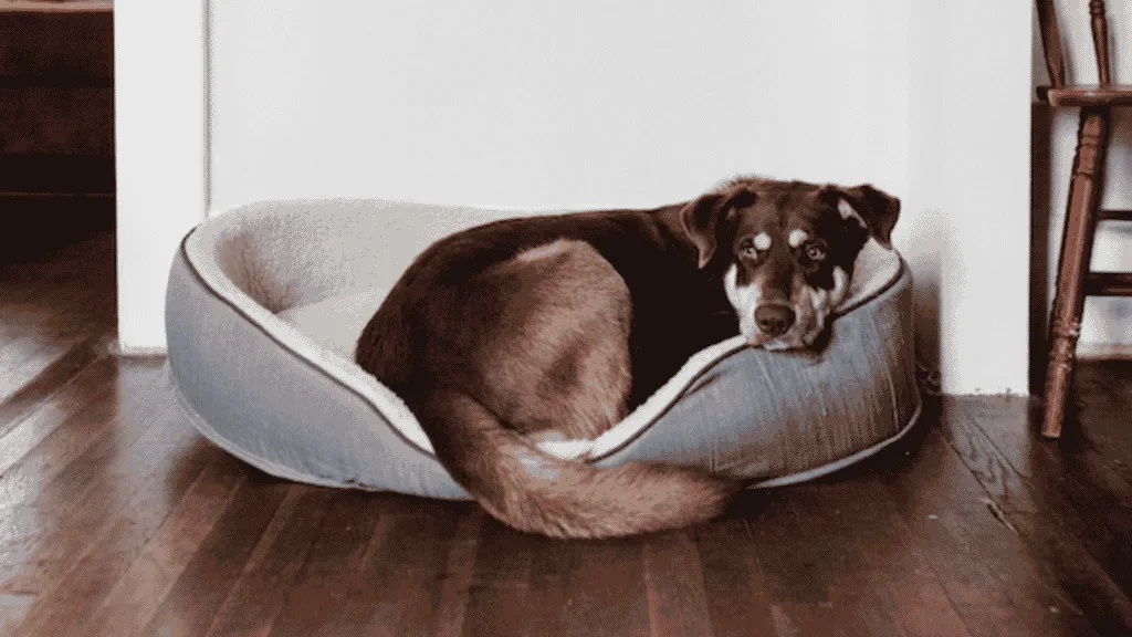 chien dans son panier