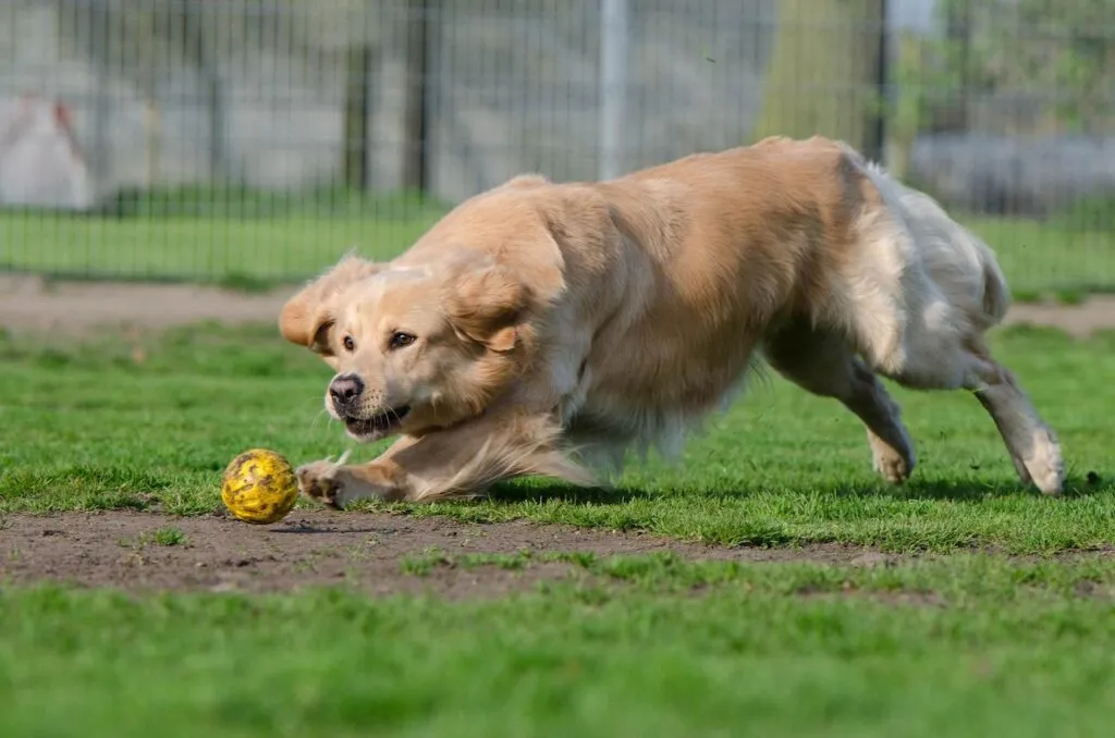 chien qui joue