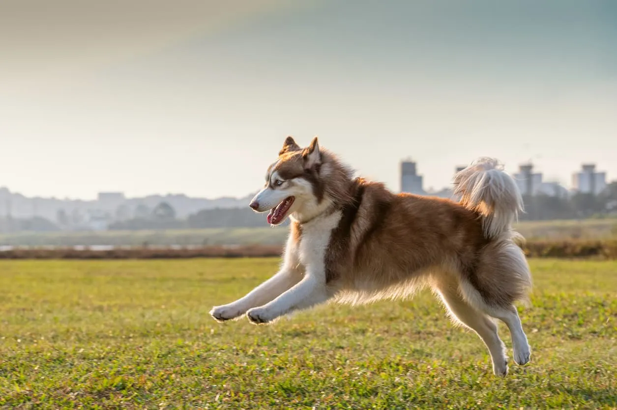 éduquer un husky