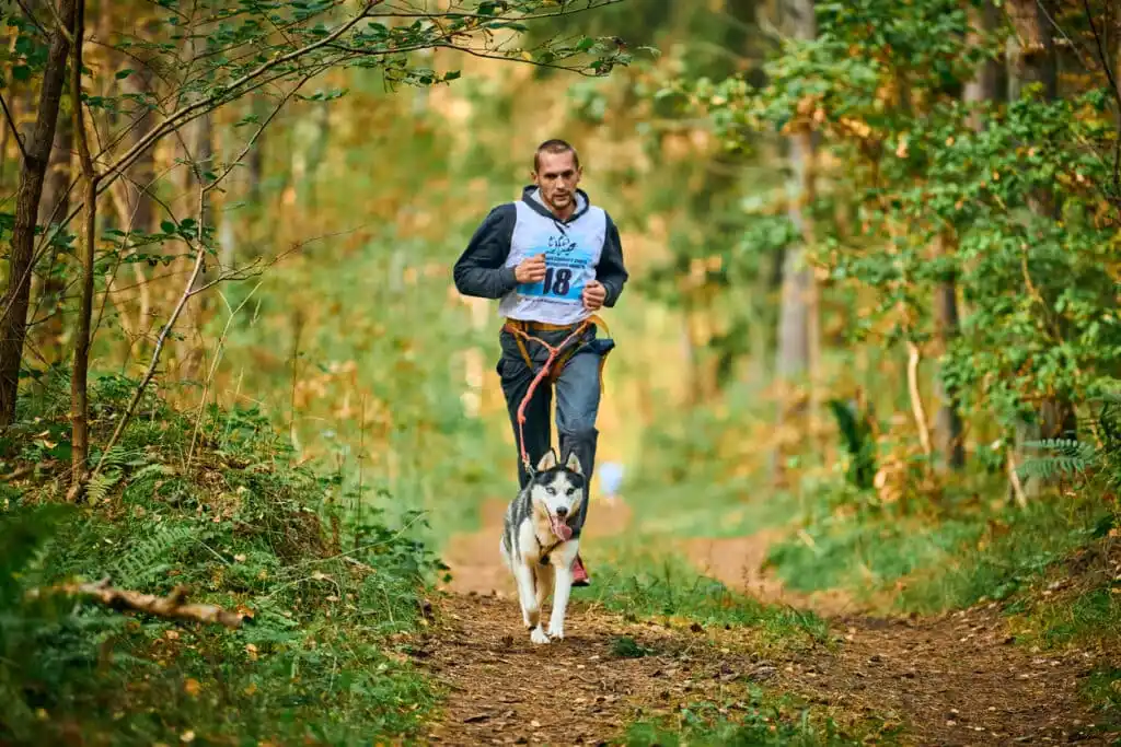 formation éducation canine husky
