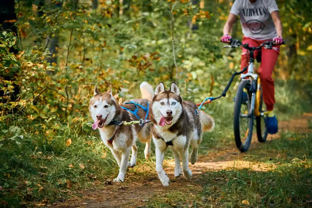 formation éducation husky