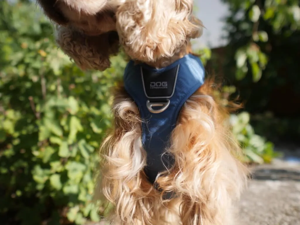 dog copenhagen harnais