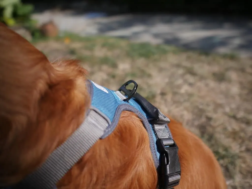embark pets harnais pour chien