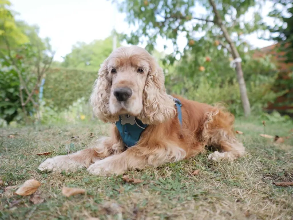 ruffwear harnais