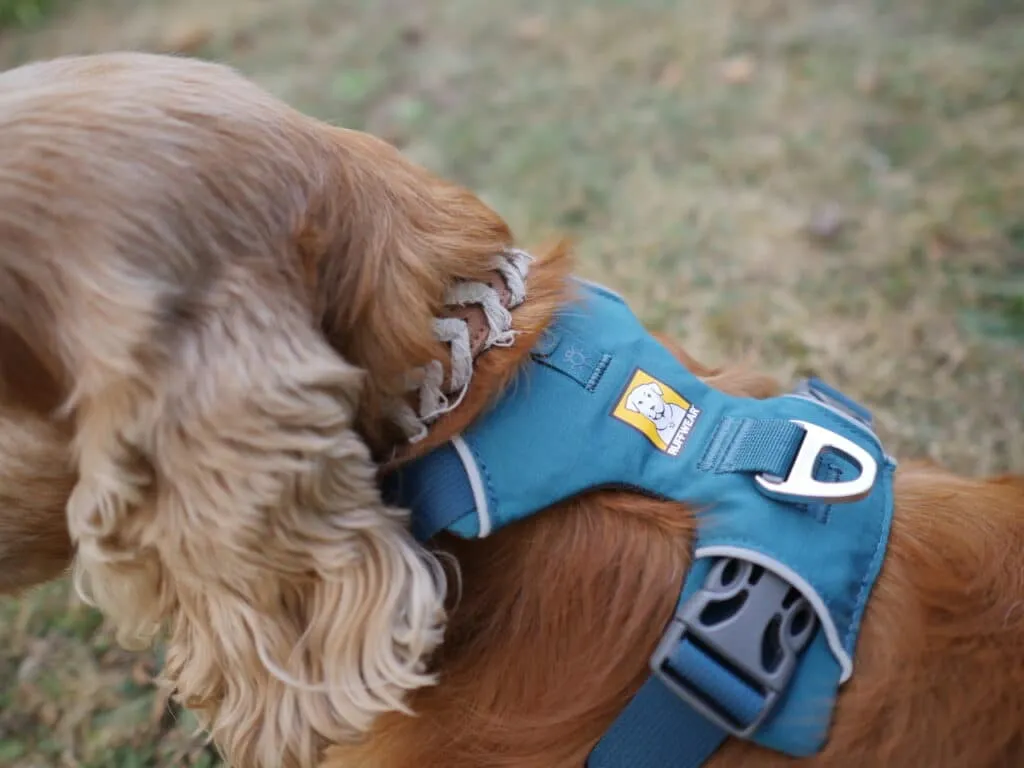 harnais ruffwear