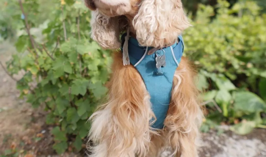 ruffwear front range