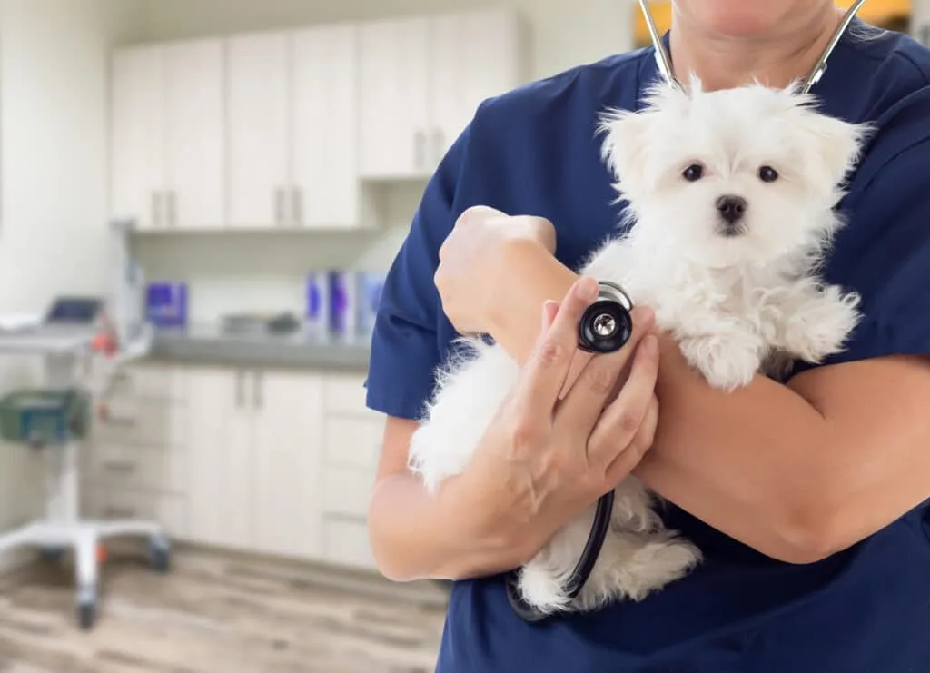 prix assurance pour chiens et chats