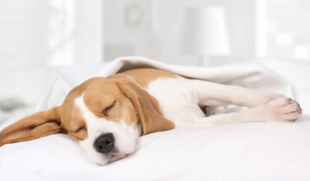 Assurance animaux en ligne
