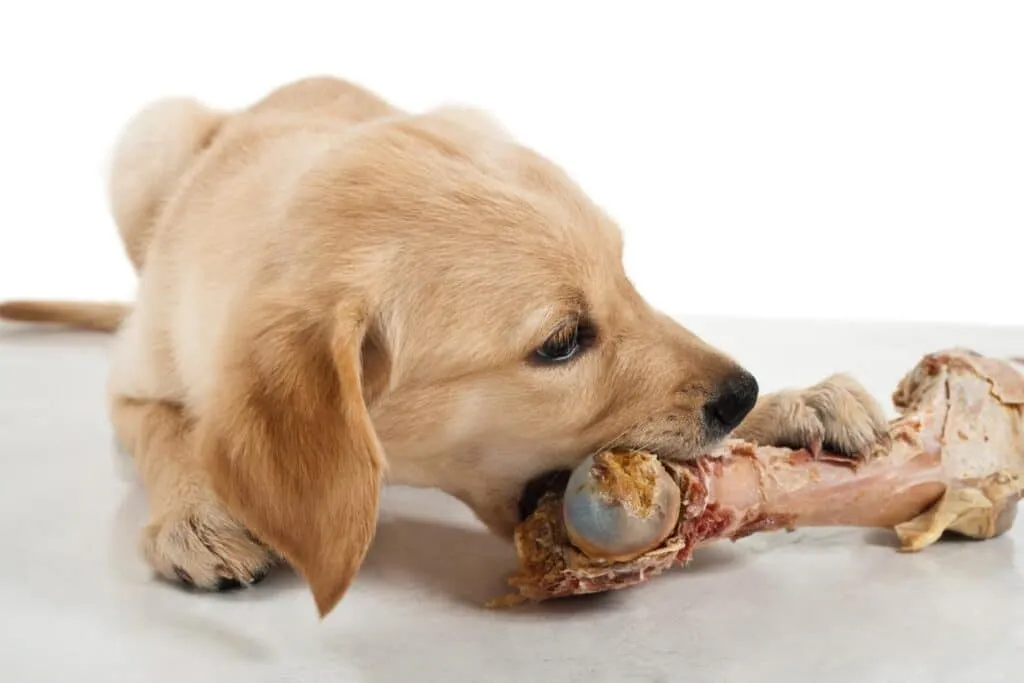 donner un os cuit à son chiot