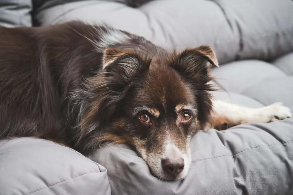 chien berger australien