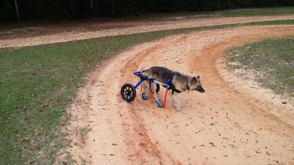 berger allemand handicapé
