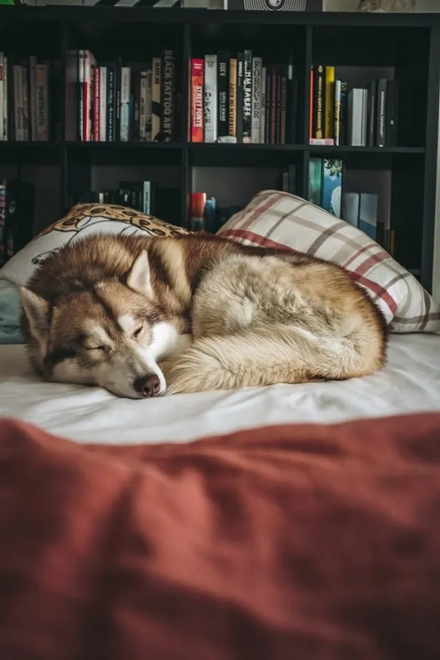 husky acajou