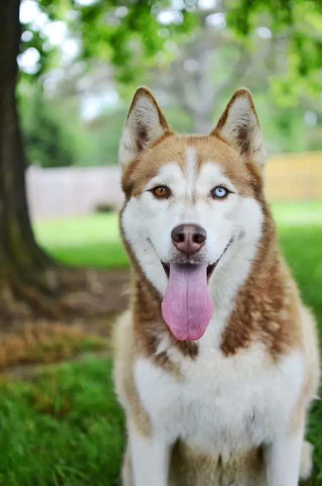 husky merle