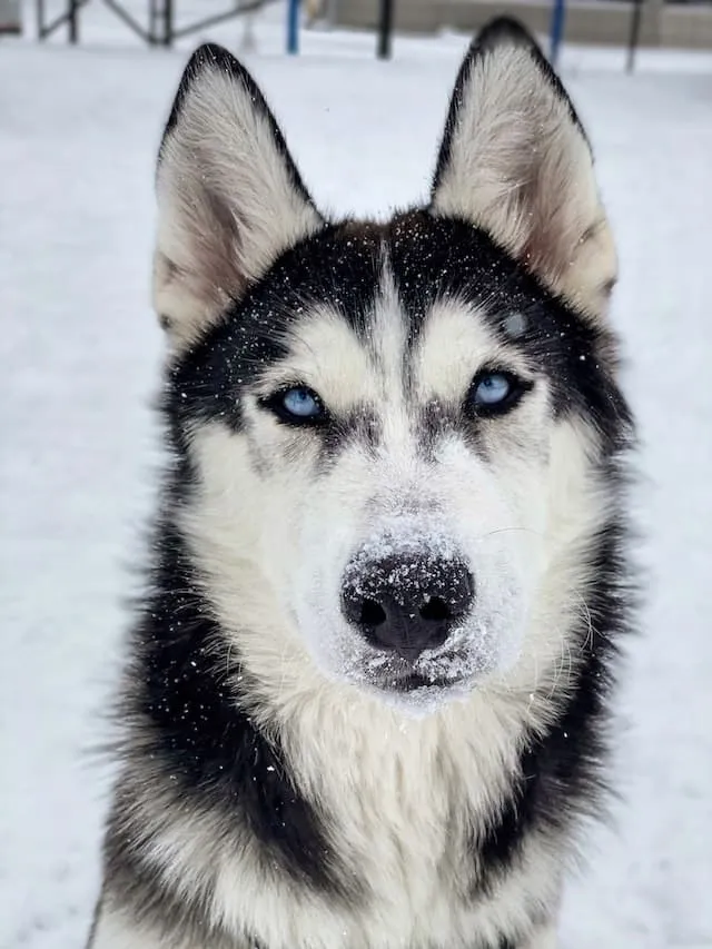 husky