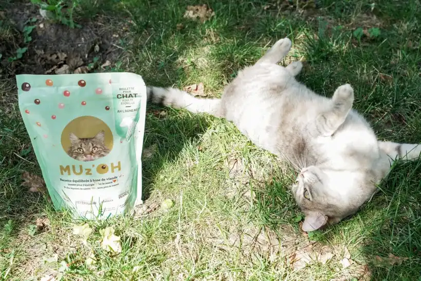 alimentation barf pour chat