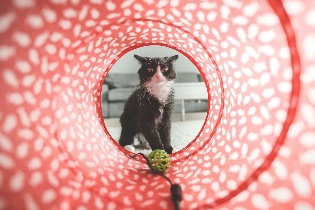 miaoubox