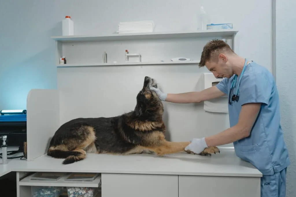 tiques chez le chien