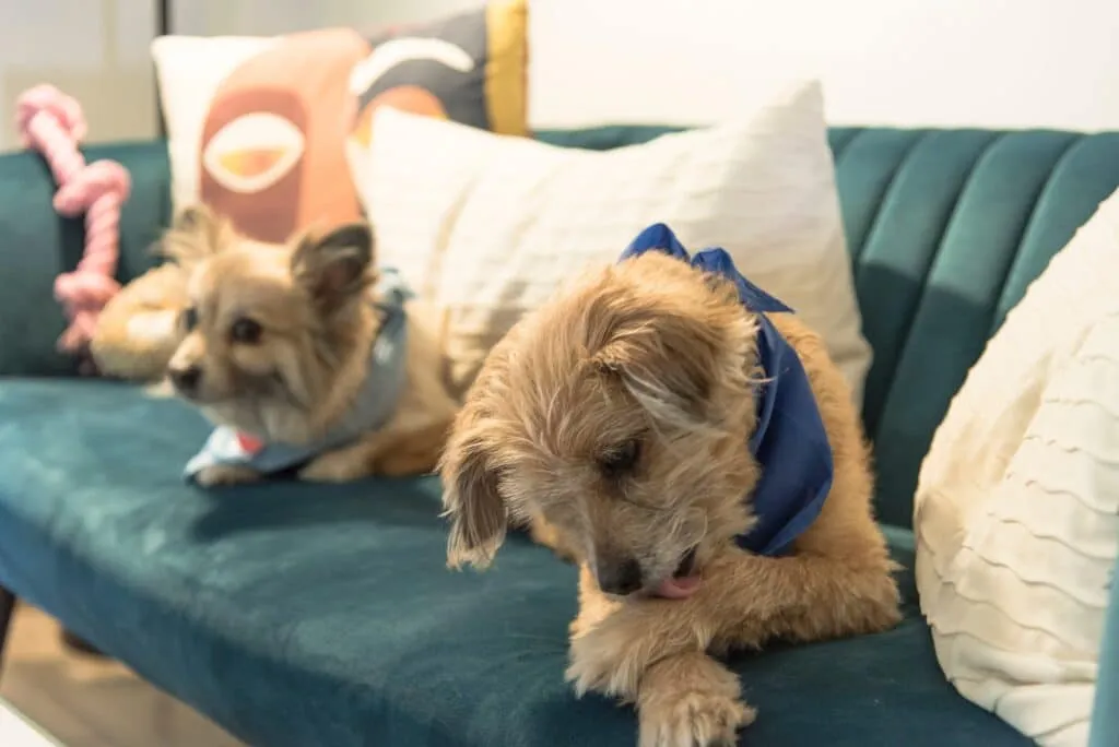 collier anti-puces pour chien