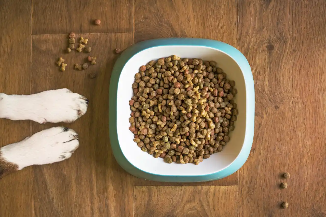 Comment rendre les croquettes de mon chien plus appétentes