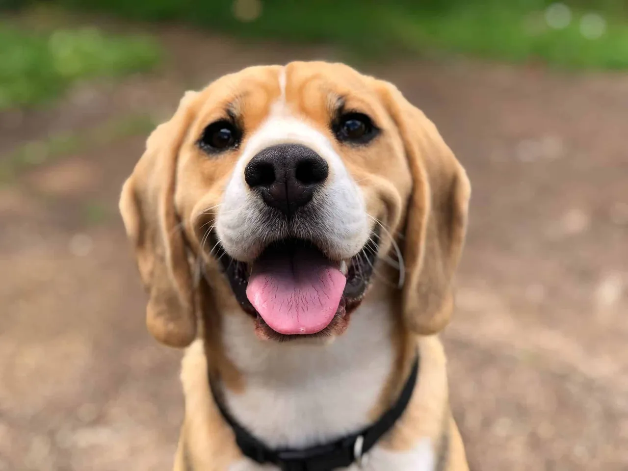 Truffe Sèche chez le Chien