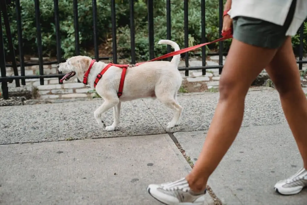 harnais pour chien