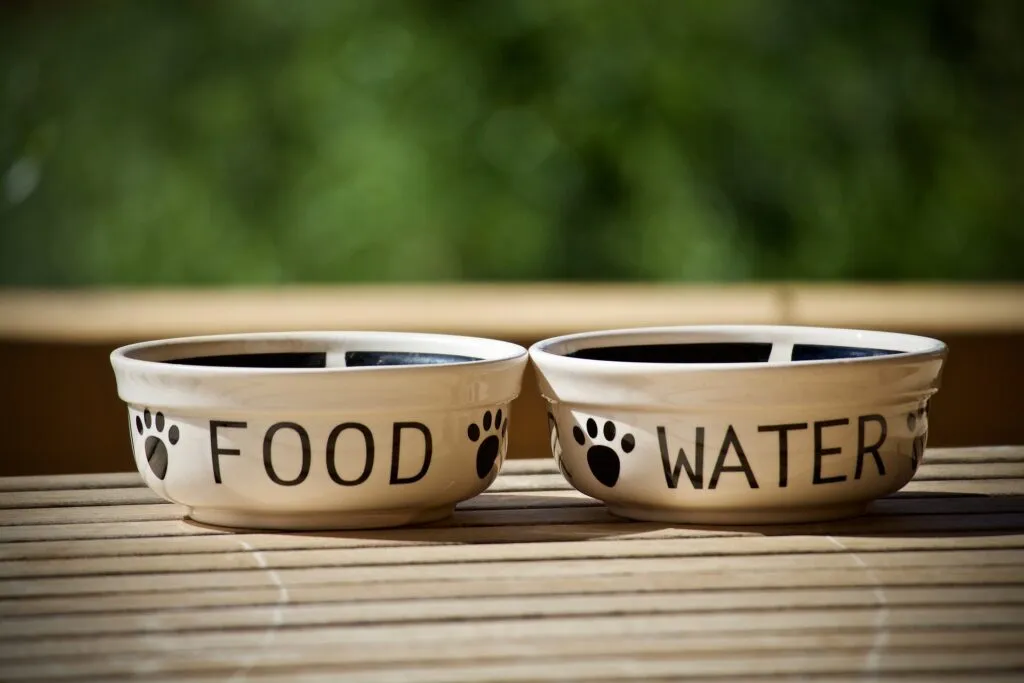 est-ce dangereux pour un chien de manger de la nourriture de chat