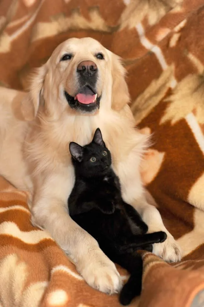 Comment faire pour que le chien ne mange pas les croquettes du chat