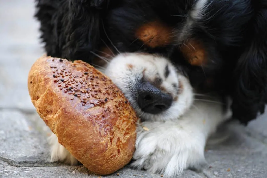 donner du pain au chien