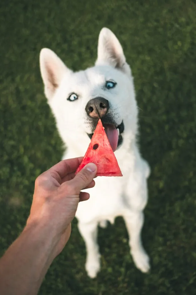 fruit et légume pour chien