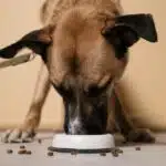 Que mangeaient les chiens avant les croquettes