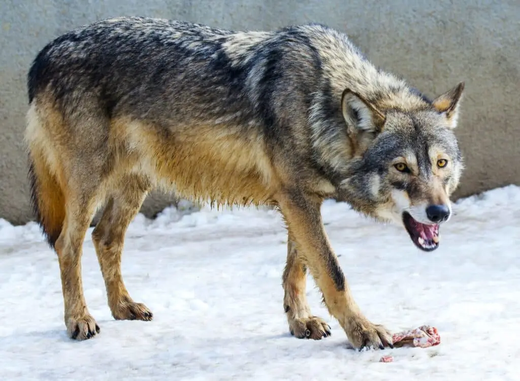loup ancêtre du chien