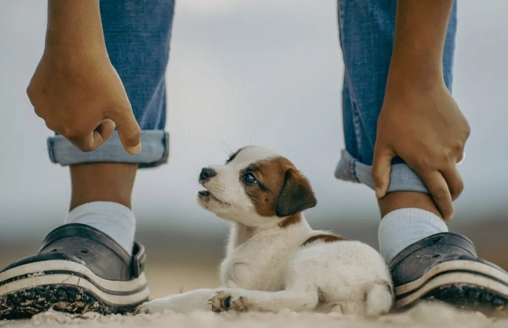 meilleure assurance pour son chiot