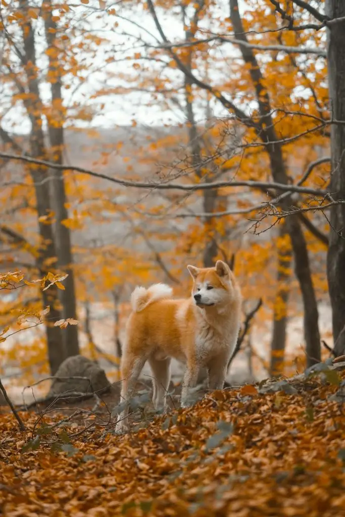 Akita Inu