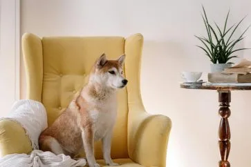 Chien qui ressemble à un renard