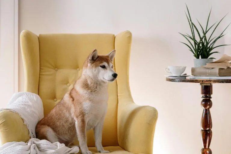 Chien qui ressemble à un renard