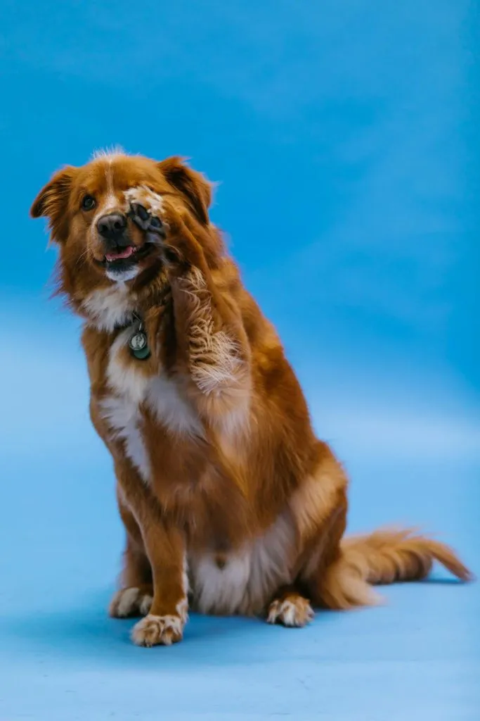Retriever de la Nouvelle-Écosse