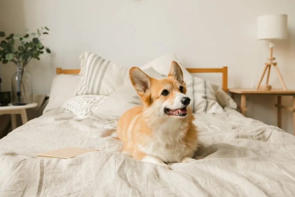 Welsh Corgi