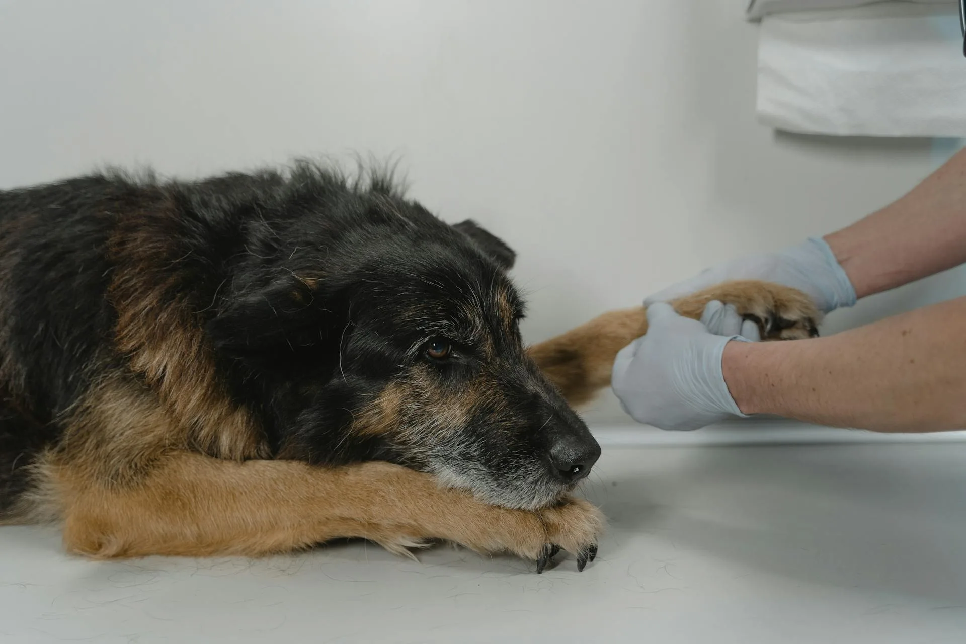 gastrite du chien