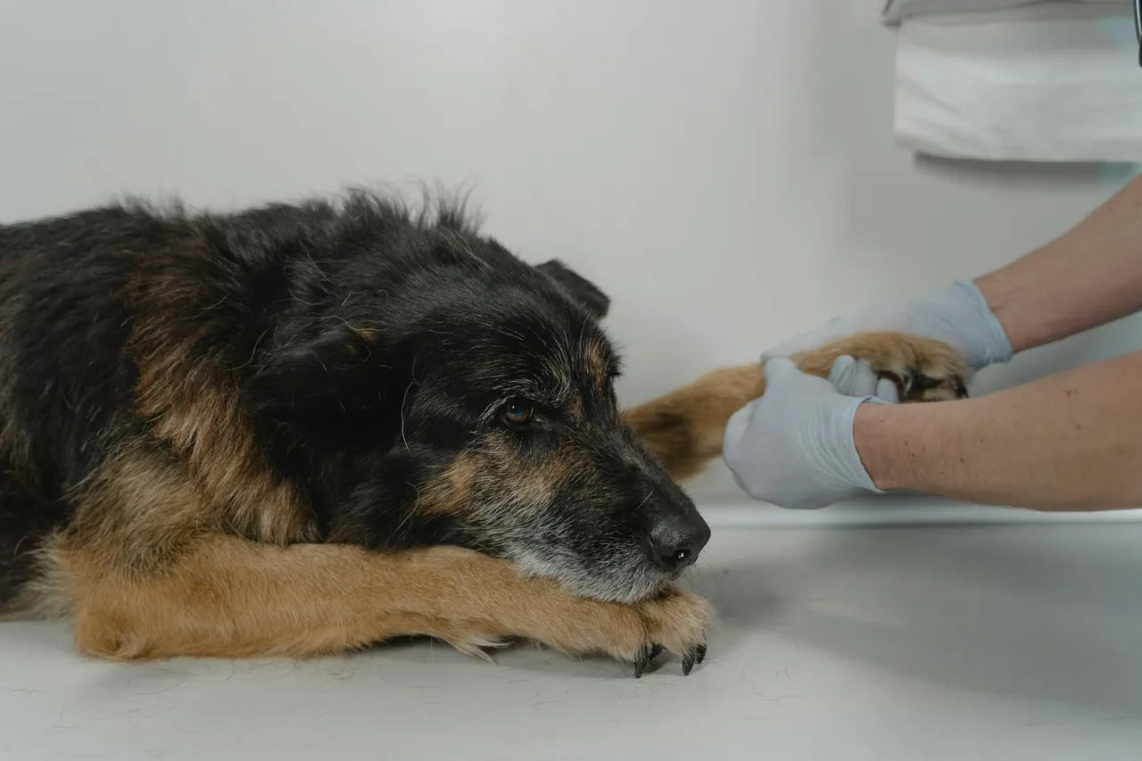 gastrite du chien
