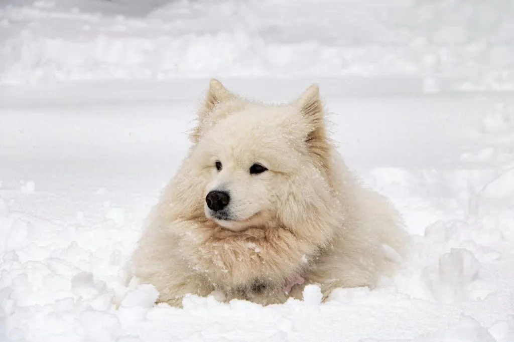 Samoyède dans la neige