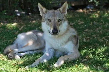 Chien Loup Tchèque