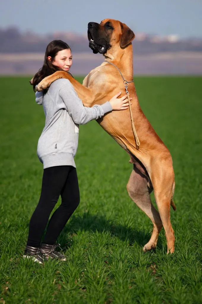 dogue allemand